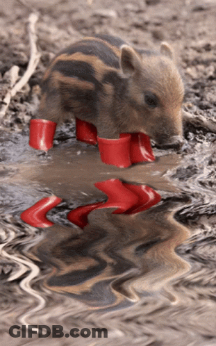 A Pig Wearing Red Boots Is Standing In A Puddle Of Water GIF