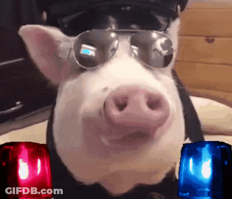 A Pig Wearing Sunglasses And A Police Hat Is Next To Two Red And Blue Lights GIF