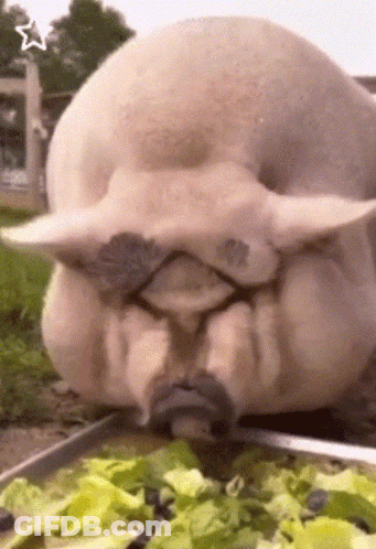 A Pig With A Mustache Is Eating Lettuce From A Plate GIF