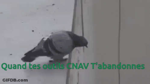 A Pigeon Is Perched On The Side Of A Building Next To The Words Quand Tes Outils Cnav GIF