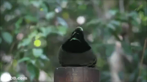A Pigeon Is Perched On Top Of A Concrete Post GIF