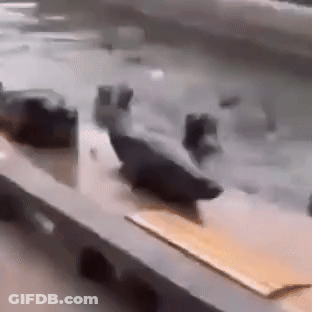 A Pigeon Is Sitting On Top Of A Table Next To A Piece Of Cardboard . GIF