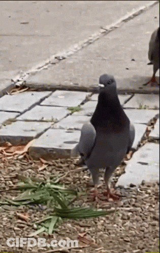 A Pigeon Is Standing On A Sidewalk Next To Some Grass . GIF