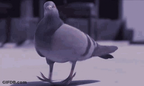 A Pigeon Is Walking On Its Hind Legs On A White Surface . GIF