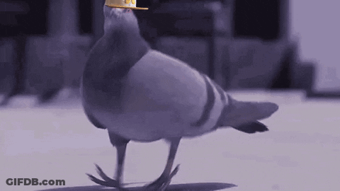 A Pigeon Wearing A Yellow Hat Is Walking On A Gray Surface . GIF