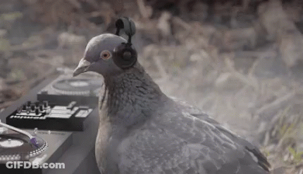 A Pigeon Wearing Headphones Is Sitting In Front Of A Dj . GIF