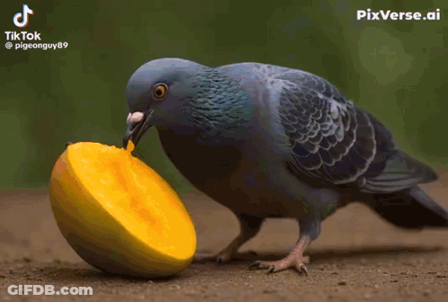 A Pigeon With A Blue Eye Is Eating A Mango Slice GIF