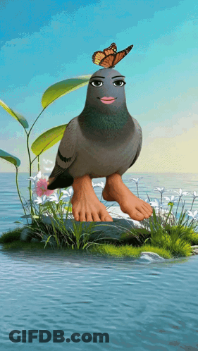 A Pigeon With A Butterfly On Its Head Standing On A Rock GIF