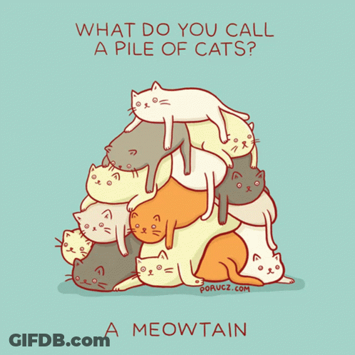 A Pile Of Cats With The Words " What Do You Call A Pile Of Cats " On The Bottom GIF