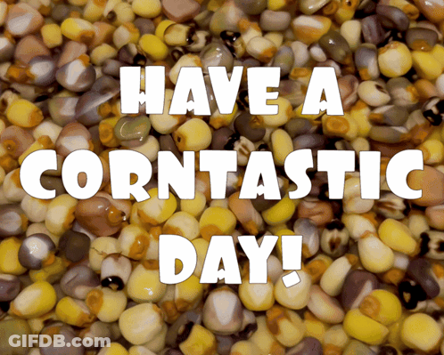 A Pile Of Corn With The Words " Have A Corntastic Day " GIF
