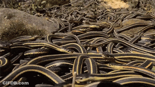 A Pile Of Snakes Are Laying On The Ground Near A Rock GIF