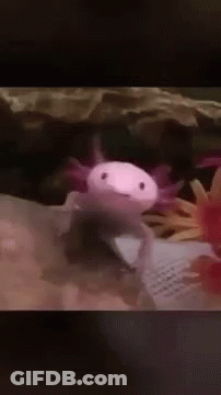 A Pink And White Axolotl Is Sitting On A Book . GIF