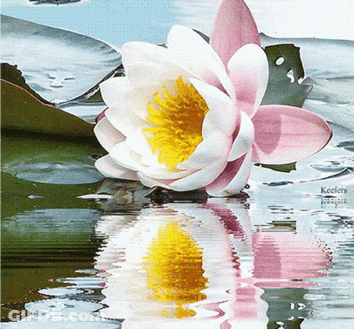 A Pink And White Flower With A Yellow Center Is Floating In The Water GIF