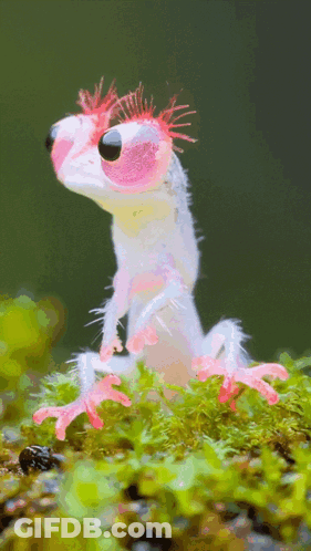 A Pink And White Frog With A Wig On Its Head Is Sitting In The Grass GIF