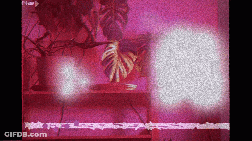 A Pink Background With A Plant And The Word Play GIF