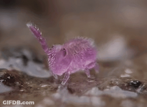 A Pink Bug Is Crawling On A Rock . GIF