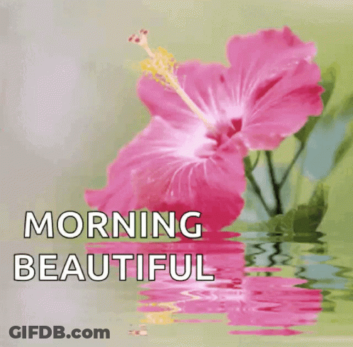 A Pink Flower Is Reflected In The Water With The Words Morning Beautiful Above It GIF