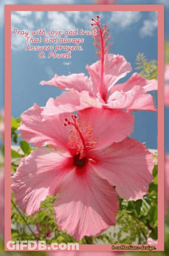 A Pink Flower With A Quote From O. Powell GIF
