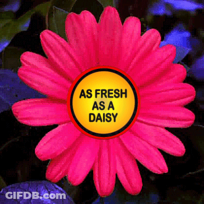 A Pink Flower With A Yellow Button That Says As Fresh As A Daisy GIF