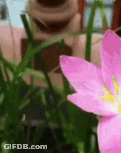 A Pink Flower With A Yellow Center In The Grass GIF