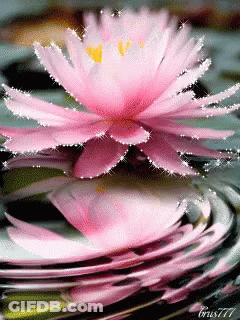 A Pink Flower With A Yellow Center Is Floating In A Pond GIF