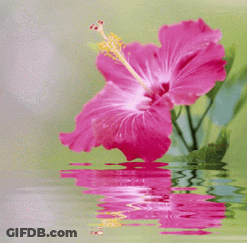 A Pink Flower With A Yellow Center Is Reflected In A Body Of Water GIF