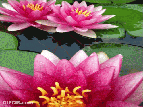 A Pink Flower With A Yellow Center Is Surrounded By Green Leaves GIF