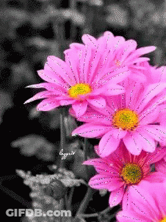 A Pink Flower With A Yellow Center Is Surrounded By Other Pink Flowers GIF