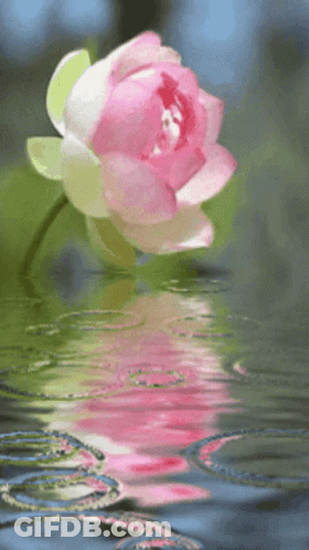 A Pink Flower With Green Leaves Is Reflected In A Body Of Water GIF