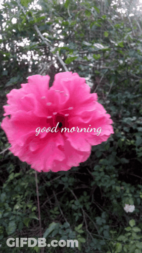 A Pink Flower With The Words " Good Morning " On It GIF