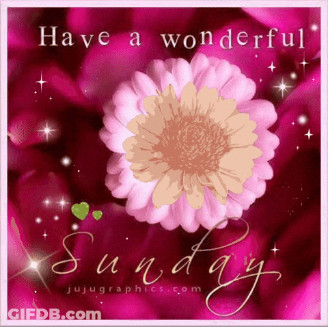 A Pink Flower With The Words Have A Wonderful Sunday Below It GIF