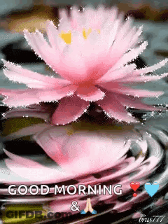 A Pink Lotus Flower Is Floating In The Water With The Words `` Good Morning '' Written Below It . GIF