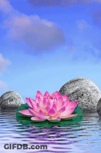 A Pink Lotus Flower Is Floating On A Green Leaf In A Body Of Water GIF