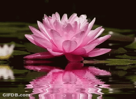 A Pink Lotus Flower Is Floating On Top Of A Pond . GIF
