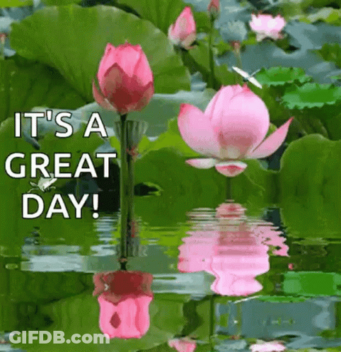 A Pink Lotus Flower Is Reflected In The Water And Says It 'S A Great Day ! GIF