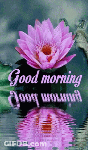 A Pink Lotus Flower Is Reflected In The Water With The Words Good Morning GIF