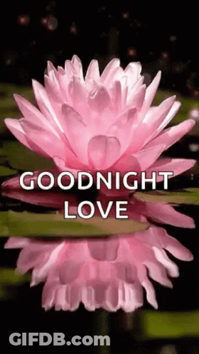 A Pink Lotus Flower With The Words `` Goodnight Love '' Written On It . GIF