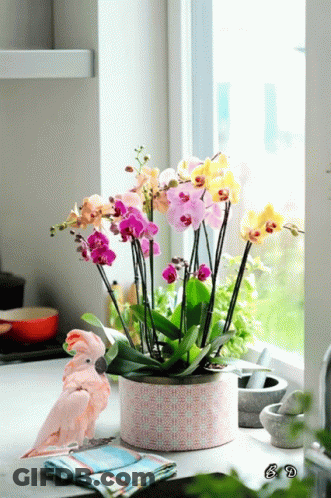 A Pink Parrot Sits Next To A Potted Plant With Orchids GIF