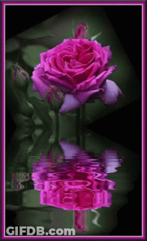 A Pink Rose Is Reflected In The Water With A Purple Border GIF