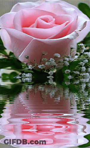 A Pink Rose Is Reflected In The Water With Baby 'S Breath In The Background GIF