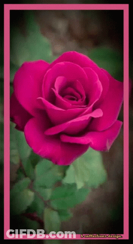 A Pink Rose Is Surrounded By Green Leaves And Has A Pink Frame Around It GIF