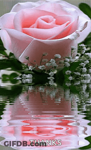A Pink Rose With Baby 'S Breath Is Reflected In The Water GIF