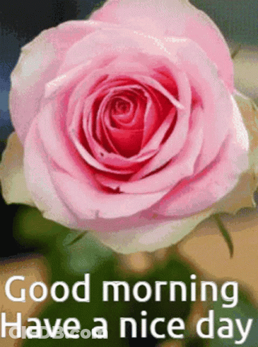 A Pink Rose With The Words Good Morning Have A Nice Day Written Below It GIF