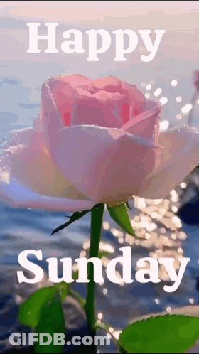 A Pink Rose With The Words `` Happy Sunday '' Above It GIF