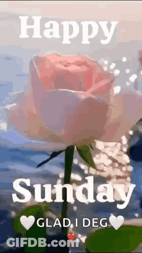 A Pink Rose With The Words `` Happy Sunday Glad I Deg '' On It GIF
