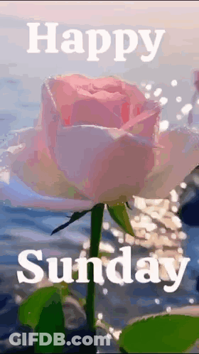 A Pink Rose With The Words `` Happy Sunday '' Written Below It . GIF