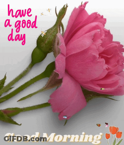 A Pink Rose With The Words Have A Good Day And Good Morning GIF