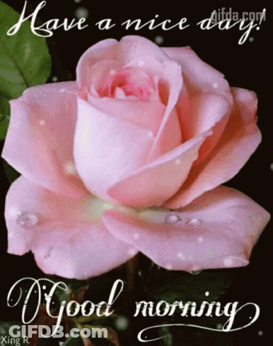 A Pink Rose With The Words Have A Nice Day Good Morning GIF