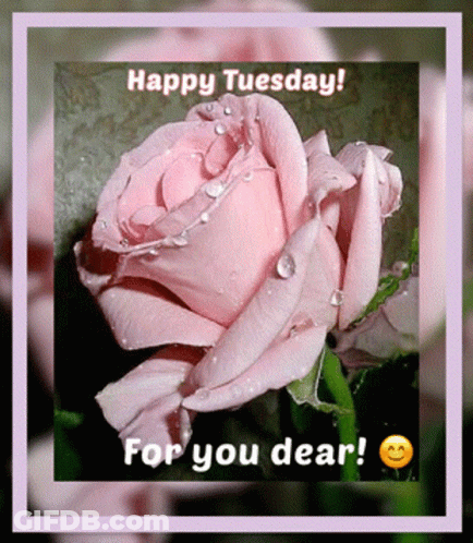 A Pink Rose With Water Drops On It And The Words Happy Tuesday GIF