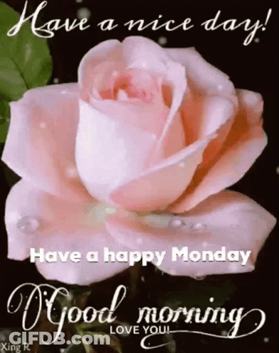 A Pink Rose With Water Drops On It And The Words Have A Nice Day And Have A Happy Monday GIF